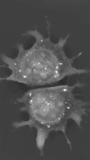 Seeing living cells in 3D without labeling 🔬✨ #science