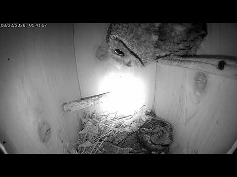 Unknown Screech Owl calling fr nest box, a scuffle + both flew off 3/22/26