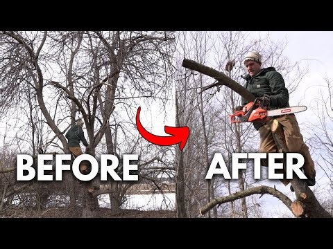 I Tried to Save One of The Most Overgrown and Mismanaged Apple Trees I Have EVER Seen