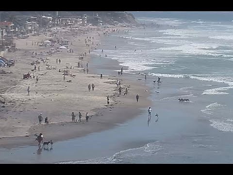 🔴 DEL MAR’S DOG BEACH Live ~ DEL MAR, CALIFORNIA