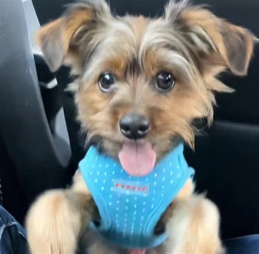 Ultimate Guide to Dog Party Ideas and Tips