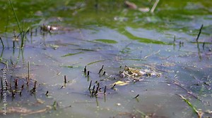 Common frogs croaking in pond water during the spawning season. European common frog, grass frog, Pelophylax. with sound