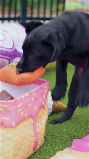 PupPal Lolly - Just a Little Treat