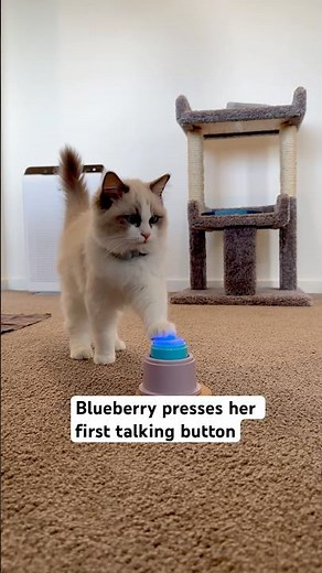 With the Cat School method, your cat will be pressing a talking button in no time!