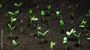Growing plants in spring timelapse, sprouts germination newborn Cucumber plant in greenhouse agriculture