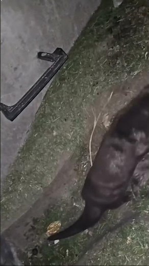 Otter Fighting a Raccoon! Wild Hunting Footage 🦦 vs. 🦝 | Nature in Action