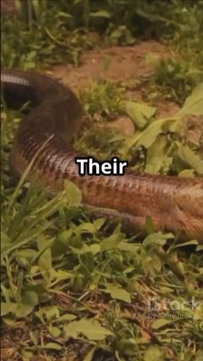 The Secret Life of the European Glass Lizard! | the European Glass Lizard | nature unleashed