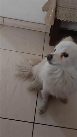 My cute Pom #pomeranianpuppy #pomeranian #cutepuppies