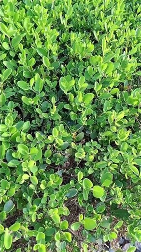 Sunshine Awakens the Leaves 🍃 | Peaceful Morning Nature Video