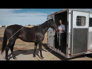 Loading a Nervous Horse: Ensuring a Safe and Successful Trailer Loading (Part 2)