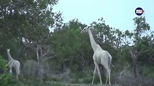 In Kenia zijn zeer zeldzame witte giraffen gespot. De dieren zijn geen albino's, maar hebben een andere aandoening. | NU.nl