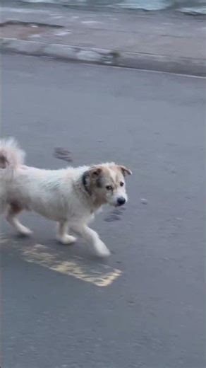 Hey Sen, where are you going? #lovelife #funny #youtubetrends #love