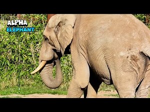 Enormous Elephant Moving With Majesty
