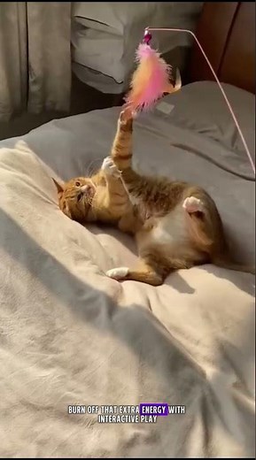 Female Cat in Heat? Do These 6 Things to Calm Her FAST 🐱