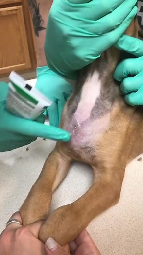 Remedies. The easiest and most effective way to remove botfly larvae is to apply petroleum jelly over the location, which prevents air from reaching the larva, suffocating it. It can then be removed with tweezers safely after a day. #botfly #cuterebra #warble #botflyremoval #cat #cats #kitten #kittens #parasite #vet #vetmed #petsoftiktok #veterinarian #viral #viraltiktok #viralvideo