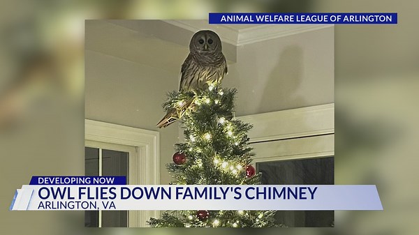 Owl 'drops in' through chimney of Arlington home