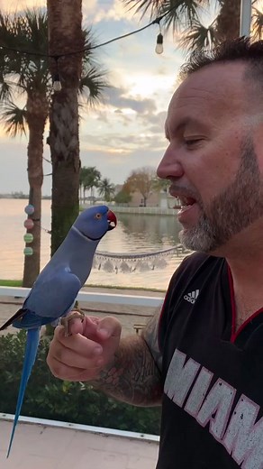 #merlin #talkingbird #talkingbirdtiktok #indianringneck #indianringneckparrot #fy