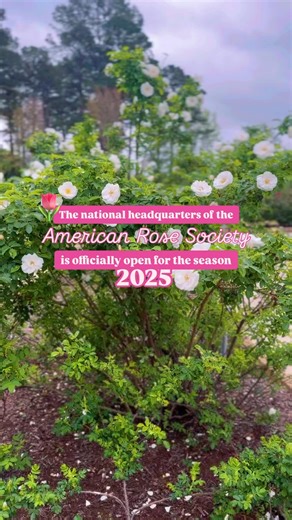 4.7K views · 18 reactions | The American Rose Center is officially open to the public for the 2025 season! Join at the nation’s largest park dedicated to roses for the 2nd Annual Besties, Bubbly, & Blooms on April 10壟 Located at 8877 Jefferson Paige Rd. Visit https://www.visitshreveportbossier.org/event/besties-bubbly-%26-blooms/14063/ for tickets ️ Explore Louisiana | Visit Shreveport-Bossier | Facebook