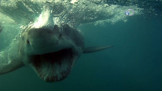 How to Protect Yourself When Sharks Attack