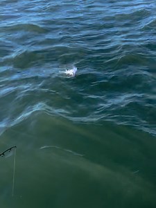 Captain Mike's Seafood & Lobster Company on Reels | Facebook