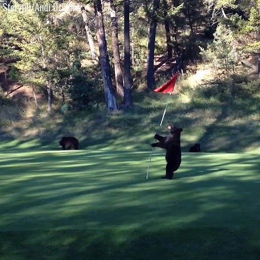 Bet you've never seen a bear pole dancing before! 😂️⛳️ | UNILAD