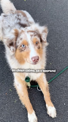 Un chien calme ne l’est pas par hasard