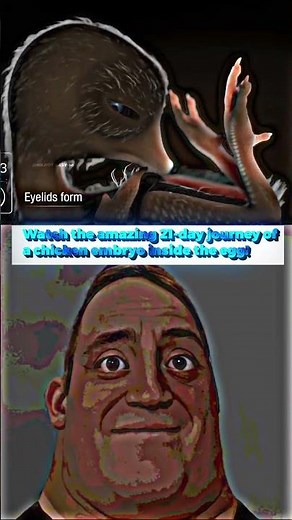 21 Days in an Egg: Incredible Chicken Embryo Development Animation 🐣