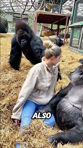 First Woman to Connect with a Silverback Gorilla! 🦍💖#shorts