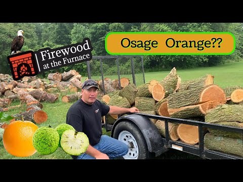 OSAGE ORANGE FIREWOOD? - #24