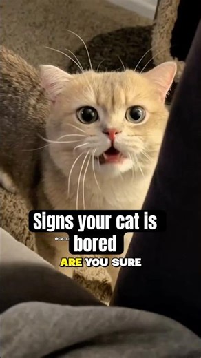Signs your cat is bored #cat #catvideos #catbehavior