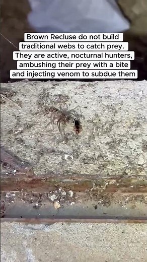 🕸️DID YOU KNOW THIS⁉️ Brown Recluse are super interesting. #spiders #fall #uspest #pestcontrol