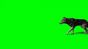 Wolf Walking on Green Screen