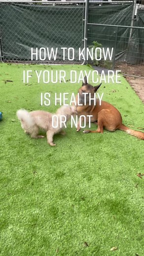 Effective Dog Training Techniques for Beginners