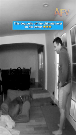 Pawcean's Eleven over here 😂 #afv #dogs #prank #funnyvideos | dog