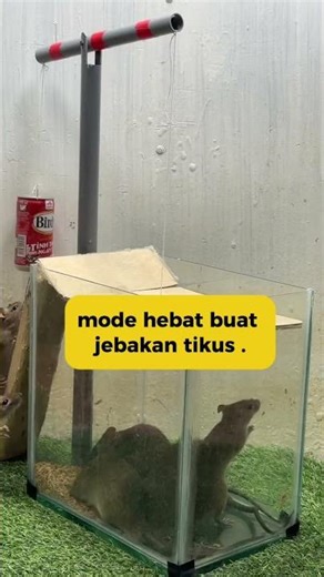 creative mouse trap video #shorts #creativeidea