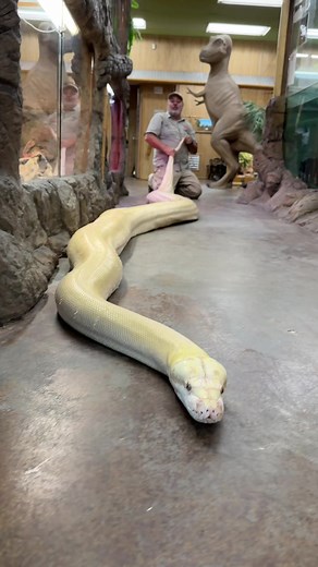 This giant reitculated python is over 20ft long! 😱🐍 It’s amazing how these beautiful snakes can grown from babies to this long beauty! 😅 #reticualtedpython #python #giant #snake #livingthedream #reptile #zoo #giantsnake #dangernoodl #reptilestyle #coolest #day