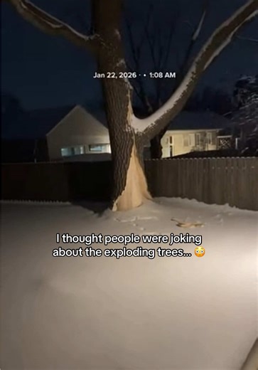 Exploding Trees in Minnesota's Winter Weather