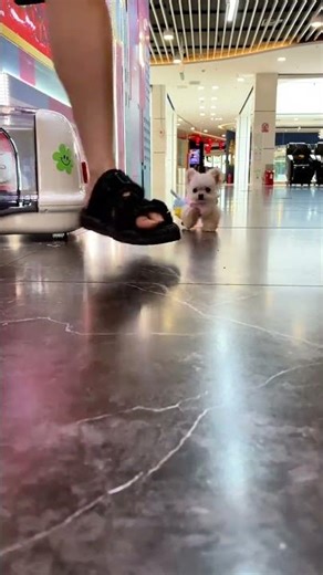 Cutest Bichon Frise Pups: Discover the Little Bichon's Charm