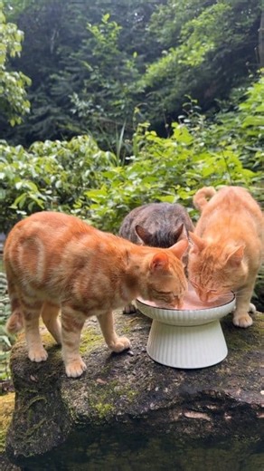 132K views · 8.1K reactions | Mother Nature’s little foodies ✨ #outdoorcat #naturecats #cats #relaxingreels #catlover #peacefulvibes | Leafy Cats | Facebook