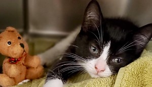 New Hamilton veterinary clinic caters to low-income clients and their pets