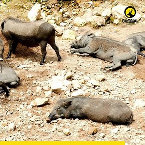 50K views · 1.9K reactions | Wild Boar Menace - বন্য শূকর: প্রকৃতির...