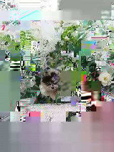 Watch what MAVI the Merle Pom is up to 💙 #foufoupuppies Premium male teacup merle Pom 🥰 #merle #merlepom #merlepomeranian | Foufou's Teacup Puppies