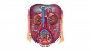 File:Structure of the Kidneys (preview) - Human Anatomy Kenhub.webm - Wikimedia Commons