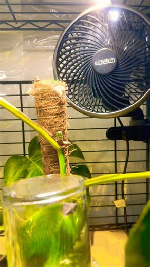 - New Monstera Aurea - Greenhouse setup! Ac Infinity -