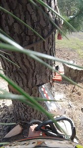 Tree life. | Tiger Tree Care