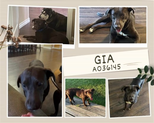 25 reactions | Update from Gia in her short term foster home! “Gia...