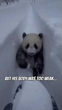 I Found a Baby Panda Crying… #shorts