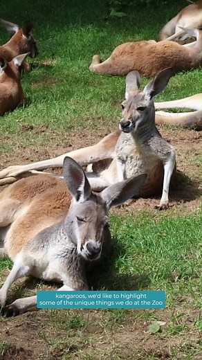 In honor of International Day of Zoo Educators tomorrow, our colleagues at Audubon Nature Institute have challenged us to show some of the amazing work of our Education Team! From providing live interpretation of procedures at the viewing windows of our HCA Healthcare Veterinary Center, to offering tours of our Historic Home and leading daily Black History Tours, our Interpretation Team brings unique perspectives and unforgettable experiences to every guest. Now, we’d like to challenge the Educa