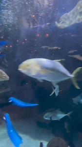 5.4K views · 31 reactions | A unique underwater dining experience is just a reservation away.  | Aquarium Restaurant - Nashville | Facebook