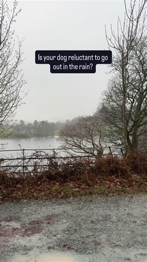 Reasons why your dog might hate going out in the rain 🌧️ • Raindrops can feel loud and sharp on sensitive ears which can trigger fear/anxiety • Air pressure changes which some dogs are very sensitive to • Smells change or intensify which can be disorienting, scary or just make the world feel “off” • Some breeds/dogs simply dislike being wet • Past negative experiences can make rainy walks stressful 👉 Does your dog love or hate the rain? Tell me in the comments! #rainydogwalks #dogwalk #dogmum 